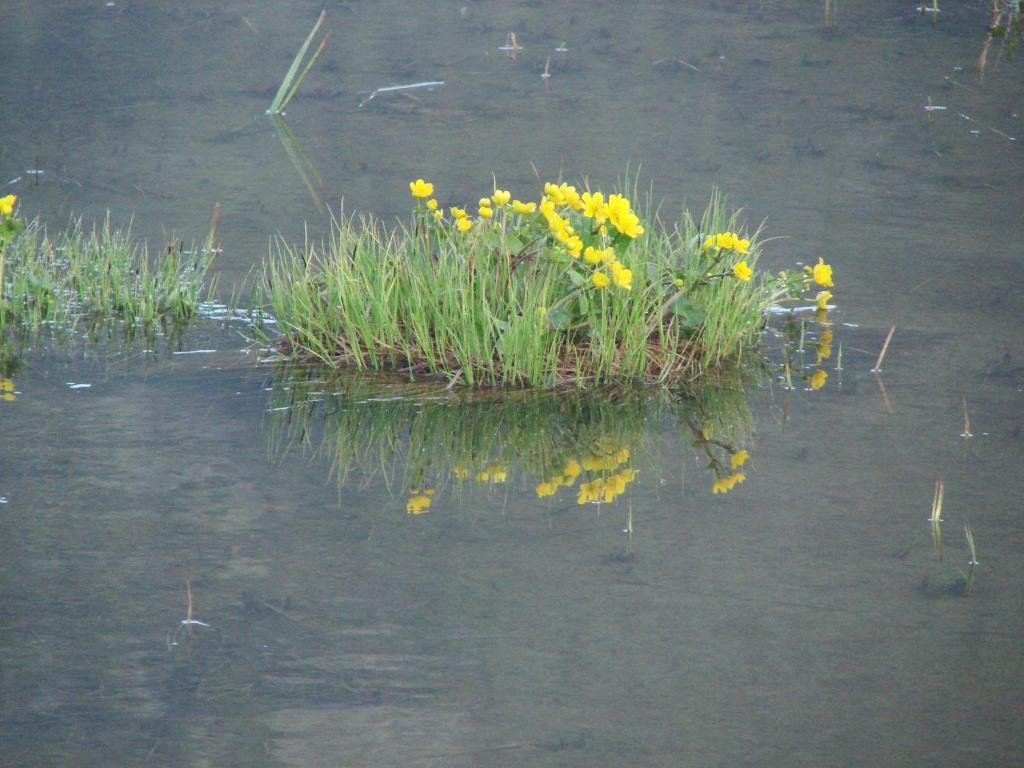 Birkelund Camping Geilo Zewnętrze zdjęcie